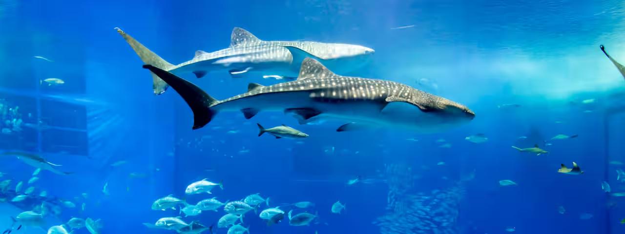 冲绳冬日五日游｜赏鲸体验・美丽海水族馆・古宇利岛海景路线